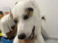Apollo