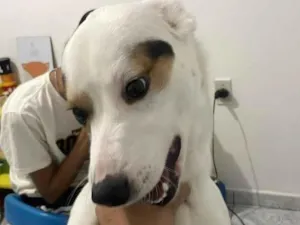 Cachorro raça SRD-ViraLata idade 1 ano nome Apollo
