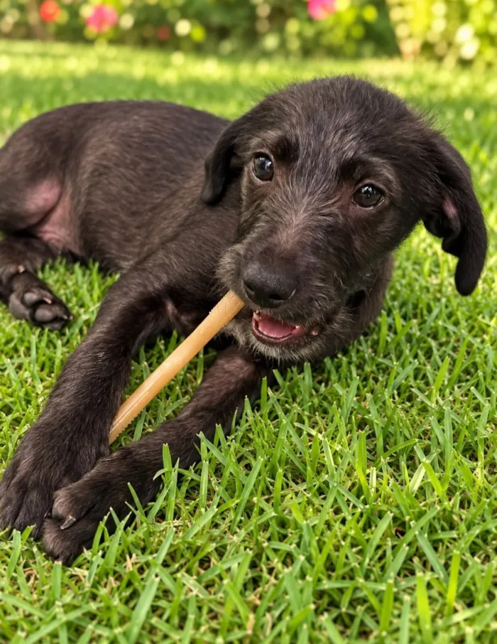 Cachorro raça SRD-ViraLata idade 2 a 6 meses nome Enzo 