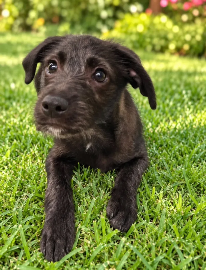 Cachorro raça SRD-ViraLata idade 2 a 6 meses nome Enzo 