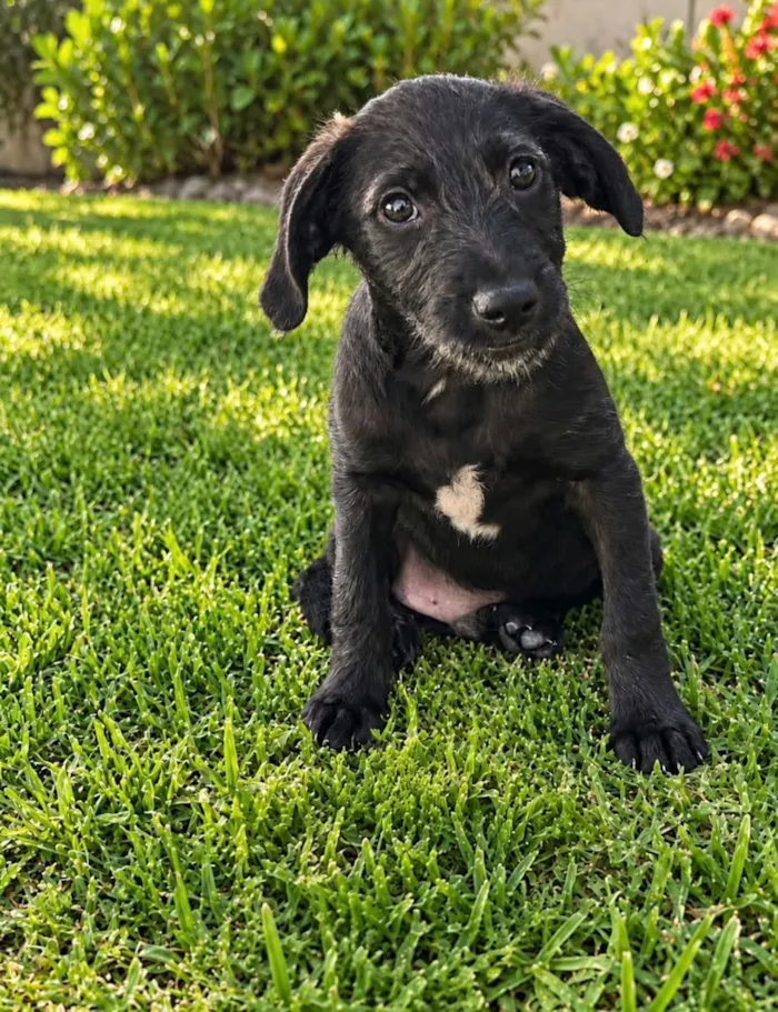 Cachorro raça SRD-ViraLata idade 2 a 6 meses nome Enzo 