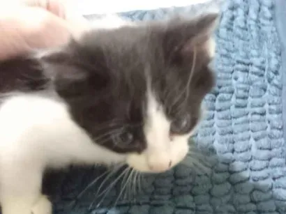 Gato raça Siamês idade 2 a 6 meses nome Sem nome