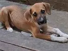 Cachorro raça  idade 2 a 6 meses nome sonso