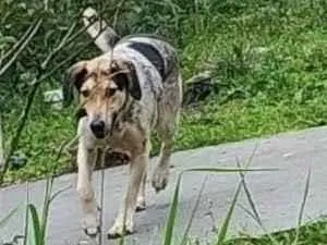 Cachorro raça SRD-ViraLata idade 5 anos nome hahe