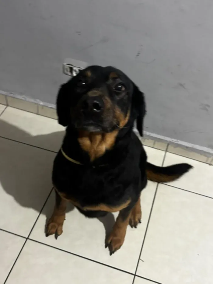Cachorro raça SRD-ViraLata idade 6 ou mais anos nome Mel