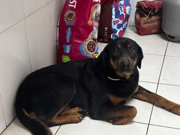 Cachorro raça SRD-ViraLata idade 6 ou mais anos nome Mel