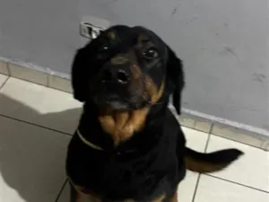 Cachorro raça SRD-ViraLata idade 6 ou mais anos nome Mel