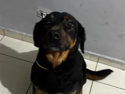 Cachorro raça SRD-ViraLata idade 6 ou mais anos nome Mel
