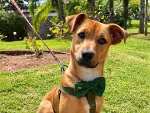 Cachorro raça SRD-ViraLata idade 2 a 6 meses nome Pingo 