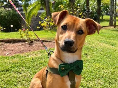 Cachorro raça SRD-ViraLata idade 2 a 6 meses nome Pingo 