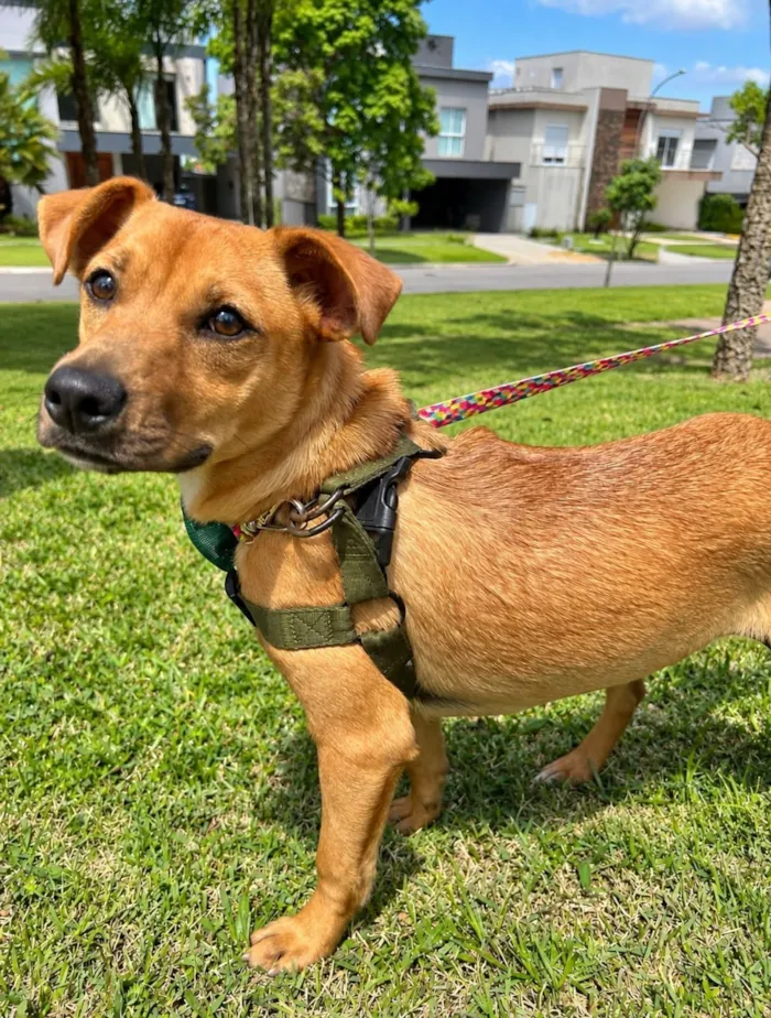 Cachorro raça SRD-ViraLata idade 2 a 6 meses nome Pingo 