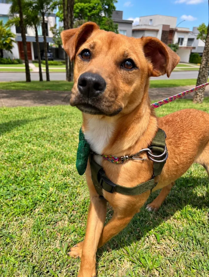Cachorro raça SRD-ViraLata idade 2 a 6 meses nome Pingo 