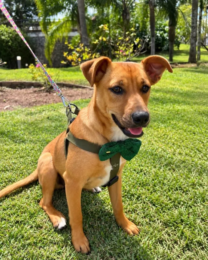 Cachorro raça SRD-ViraLata idade 2 a 6 meses nome Pingo 