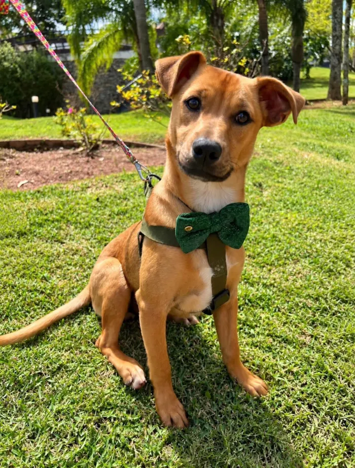 Cachorro raça SRD-ViraLata idade 2 a 6 meses nome Pingo 