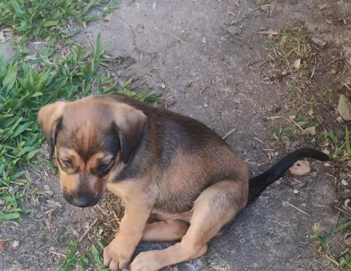 Cachorro raça SRD-ViraLata idade 2 a 6 meses nome sem nome