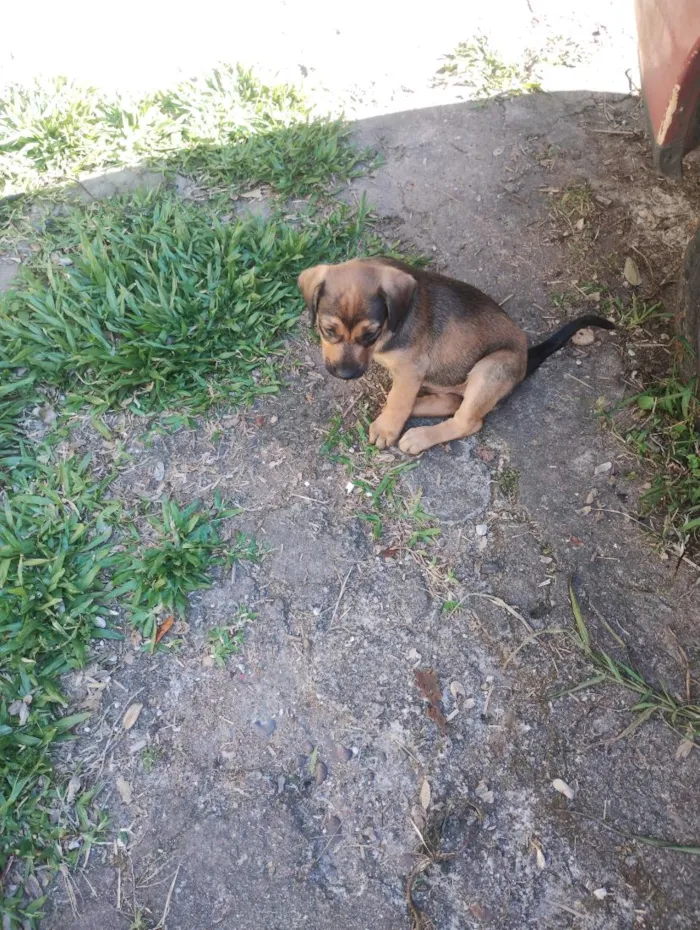 Cachorro raça SRD-ViraLata idade 2 a 6 meses nome sem nome