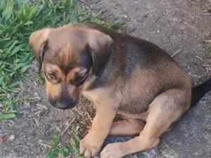 Cachorro raça SRD-ViraLata idade 2 a 6 meses nome sem nome