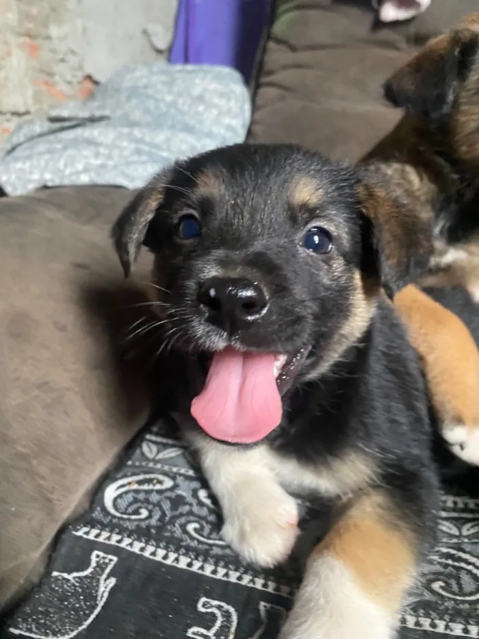 Cachorro raça SRD-ViraLata idade Abaixo de 2 meses nome Amora Luigi sete chorão