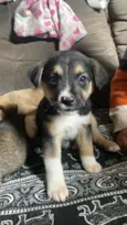 Amora Luigi sete chorão