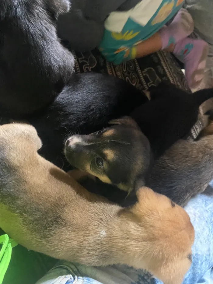 Cachorro raça SRD-ViraLata idade Abaixo de 2 meses nome Amora Luigi sete chorão