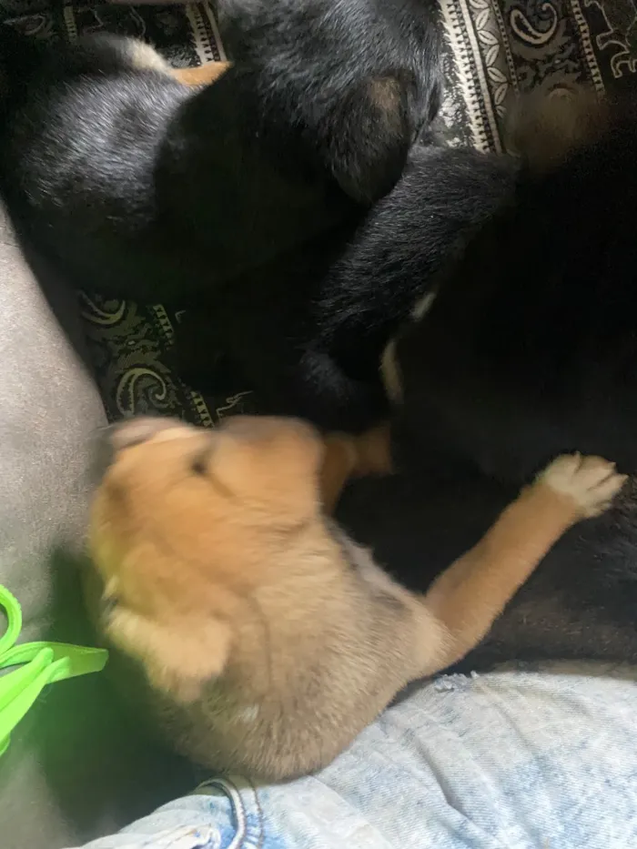 Cachorro raça SRD-ViraLata idade Abaixo de 2 meses nome Amora Luigi sete chorão