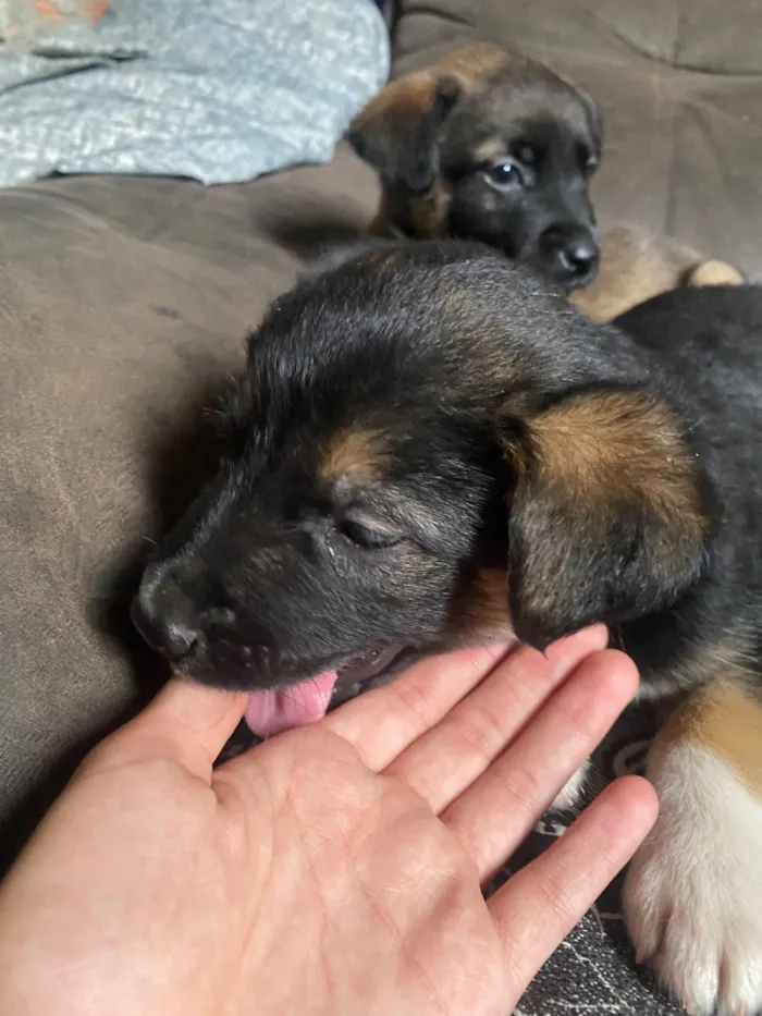 Cachorro raça SRD-ViraLata idade Abaixo de 2 meses nome Amora Luigi sete chorão