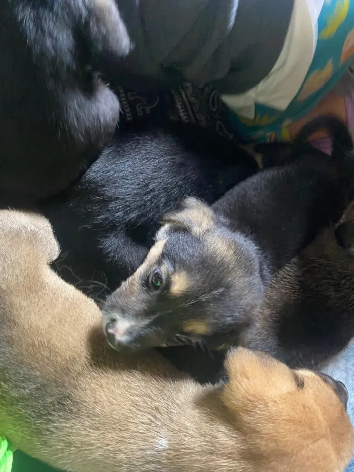 Cachorro raça SRD-ViraLata idade Abaixo de 2 meses nome Amora Luigi sete chorão
