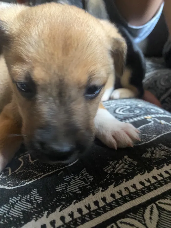 Cachorro raça SRD-ViraLata idade Abaixo de 2 meses nome Amora Luigi sete chorão