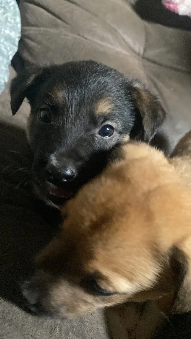 Cachorro raça SRD-ViraLata idade Abaixo de 2 meses nome Amora Luigi sete chorão