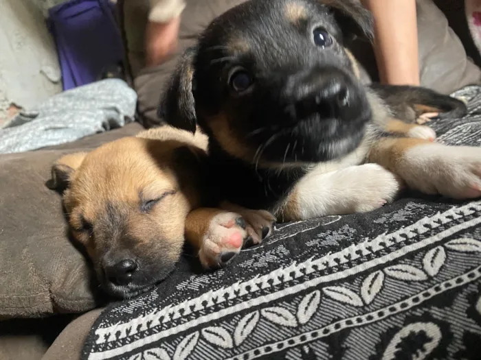Cachorro raça SRD-ViraLata idade Abaixo de 2 meses nome Amora Luigi sete chorão
