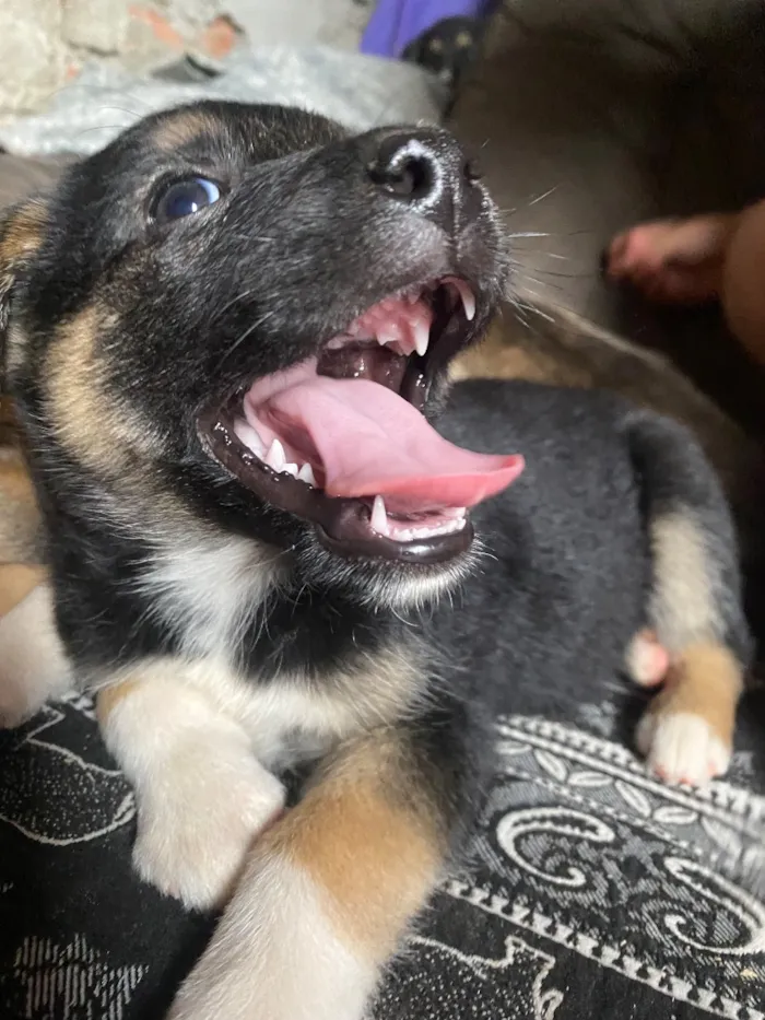 Cachorro raça SRD-ViraLata idade Abaixo de 2 meses nome Amora Luigi sete chorão