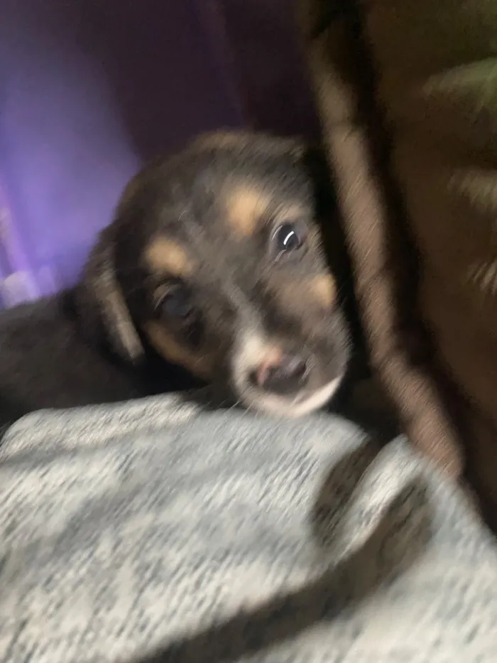Cachorro raça SRD-ViraLata idade Abaixo de 2 meses nome Amora Luigi sete chorão