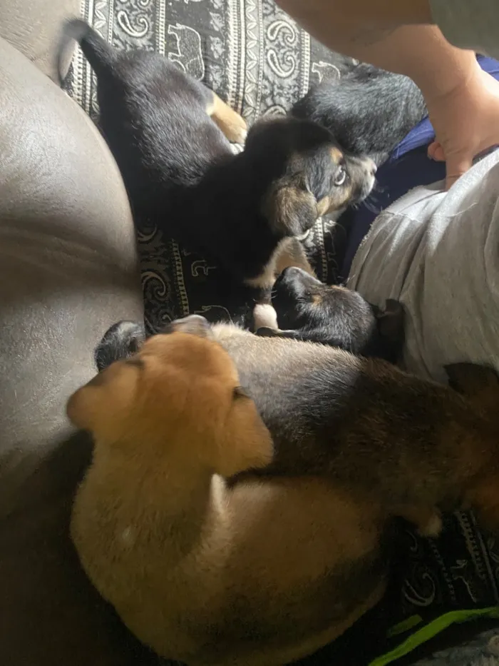 Cachorro raça SRD-ViraLata idade Abaixo de 2 meses nome Amora Luigi sete chorão