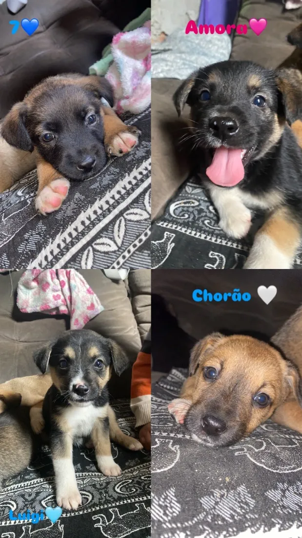 Cachorro raça SRD-ViraLata idade Abaixo de 2 meses nome Amora Luigi sete chorão
