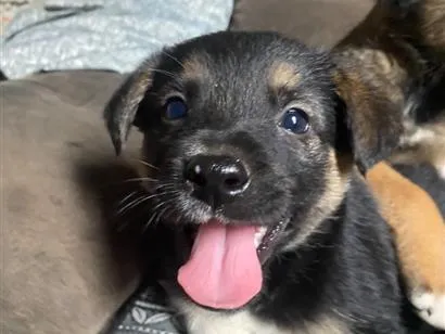Cachorro raça SRD-ViraLata idade Abaixo de 2 meses nome Amora Luigi sete chorão