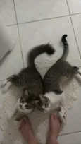Chico e Bento