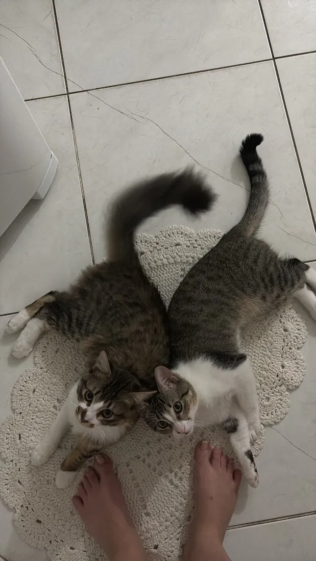 Gato raça SRD-ViraLata idade 7 a 11 meses nome Chico e Bento