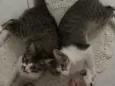 Chico e Bento