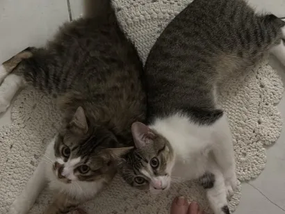 Gato raça SRD-ViraLata idade 7 a 11 meses nome Chico e Bento