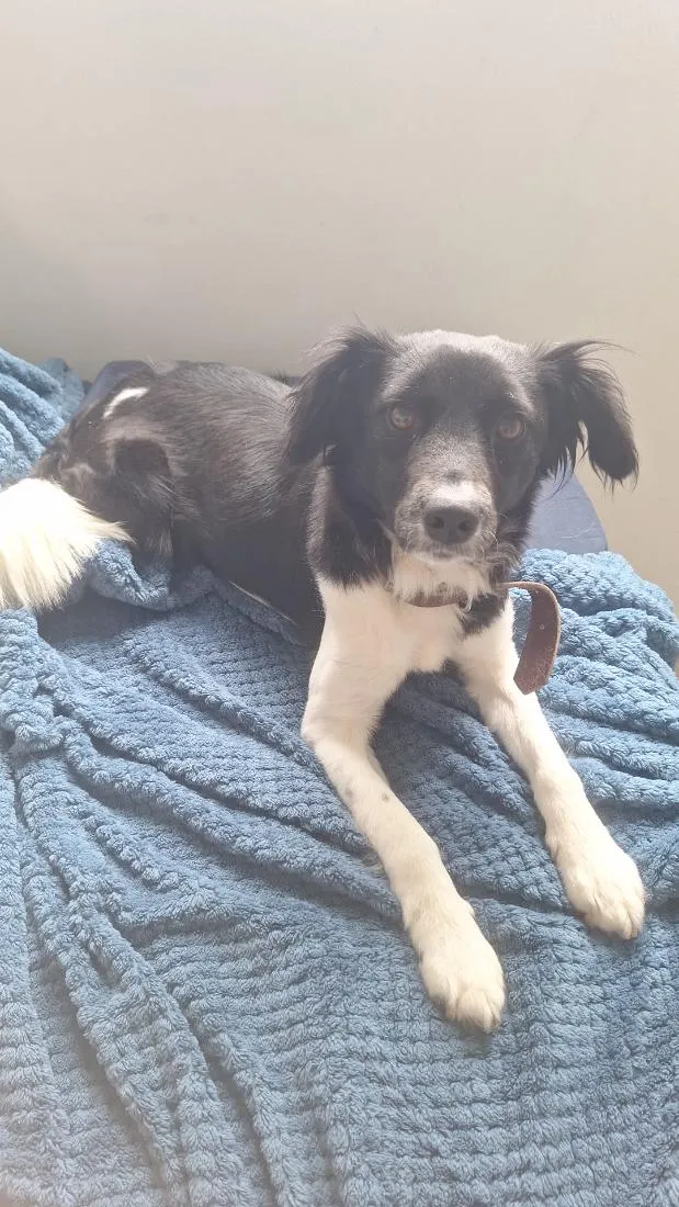 Cachorro raça SRD-ViraLata idade 1 ano nome Mary