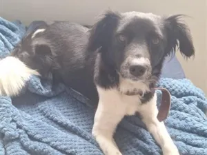 Cachorro raça SRD-ViraLata idade 1 ano nome Mary