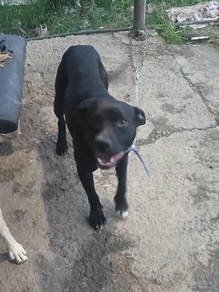 Cachorro raça SRD-ViraLata idade 2 anos nome Djou