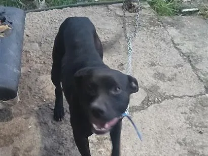Cachorro raça SRD-ViraLata idade 2 anos nome Djou