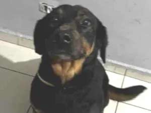 Cachorro raça SRD-ViraLata idade 6 ou mais anos nome Mel