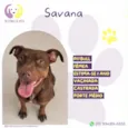 Savana