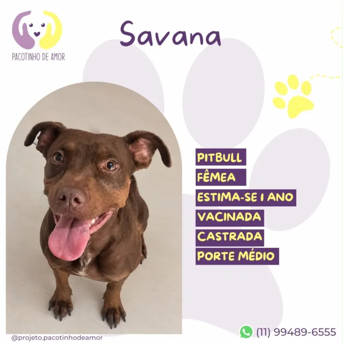 Cachorro raça SRD-ViraLata idade 1 ano nome Savana