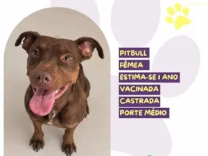 Cachorro raça SRD-ViraLata idade 1 ano nome Savana