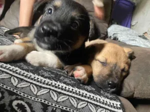 Cachorro raça SRD-ViraLata idade Abaixo de 2 meses nome Amora Luigi sete chorão