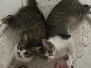 Gato raça SRD-ViraLata idade 7 a 11 meses nome Chico e Bento
