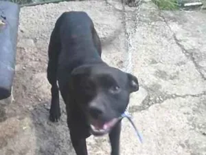 Cachorro raça SRD-ViraLata idade 2 anos nome Djou